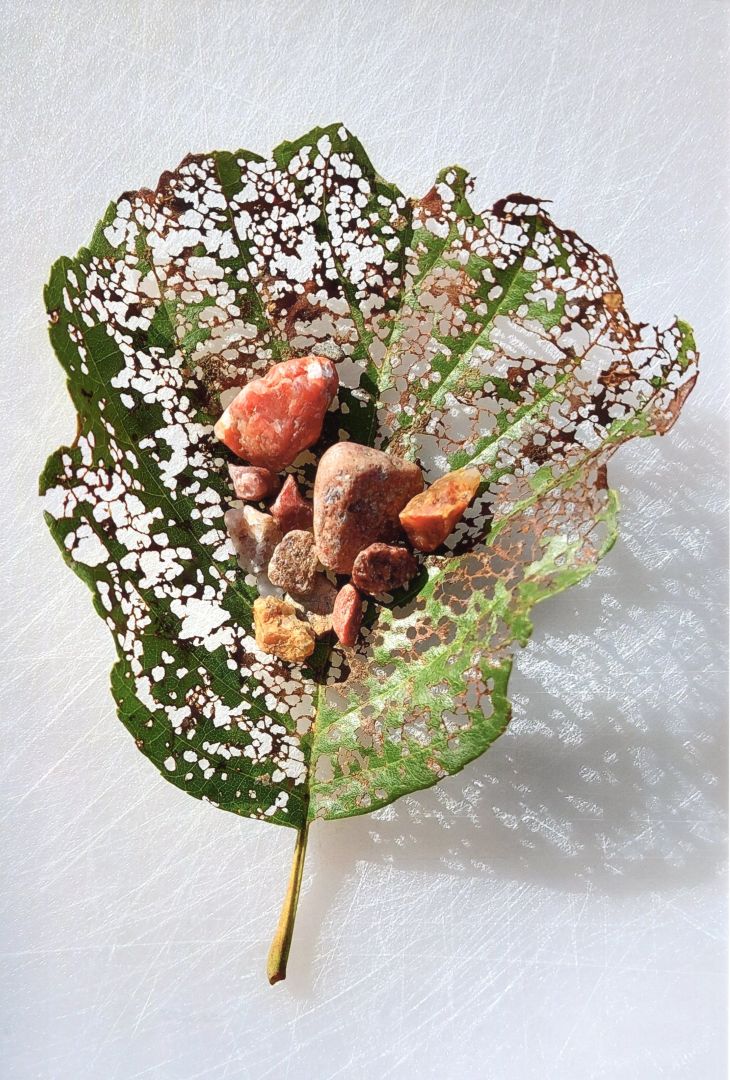 "Lehdellä lepäävät"