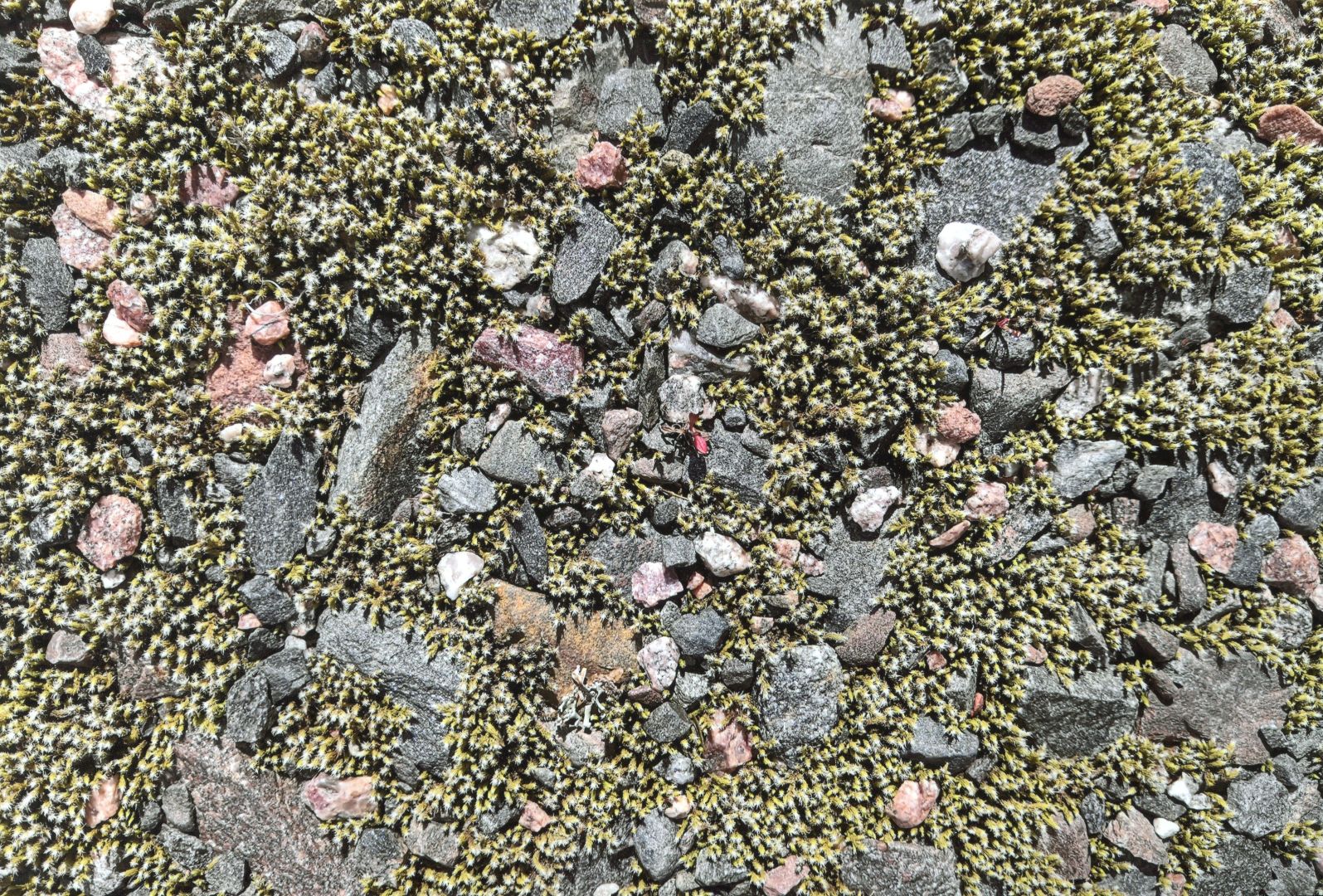 Piiperöinen pirunpelto